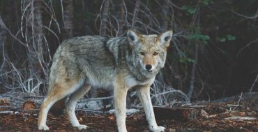 Magni fuga ipsum consequuntur qui et